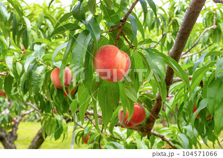 山梨県笛吹市　桃農園　桃狩り 104571066