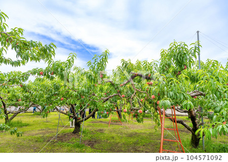 山梨県笛吹市　桃農園　桃狩り 104571092