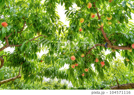 山梨県笛吹市　桃農園　桃狩り 104571116