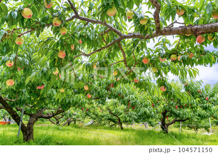 山梨県笛吹市 桃農園 桃狩り 山梨県笛吹市 桃農園 桃狩り 104571150