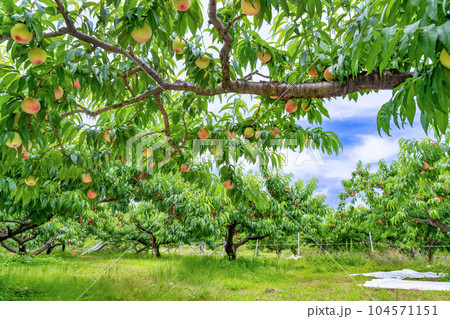 山梨県笛吹市　桃農園　桃狩り 104571151