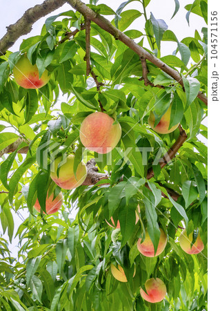 山梨県笛吹市　桃農園　桃狩り 104571156