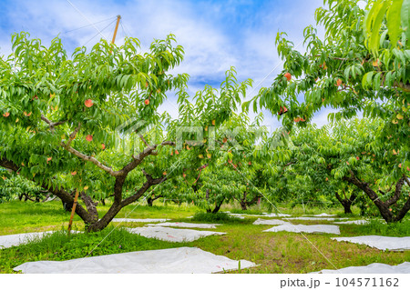 山梨県笛吹市　桃農園　桃狩り 104571162