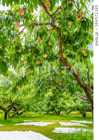 山梨県笛吹市　桃農園　桃狩り 104571165