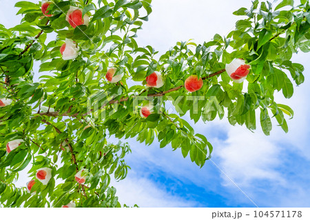 山梨県笛吹市　桃農園　桃狩り 104571178