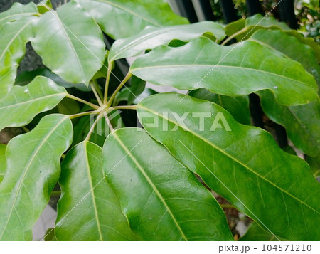 Close up of australian umbrella tree plant  104571210
