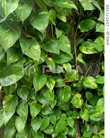 Close up view of golden pothos plant  104571399