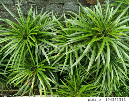 Close up of yellow oleander plant  104571558