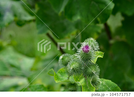 牛蒡の花 104571757