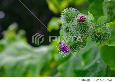 牛蒡の花 104571758