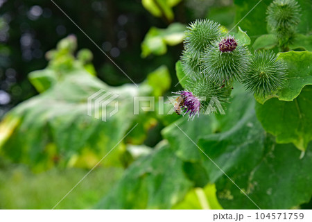 牛蒡の花 牛蒡の花 104571759