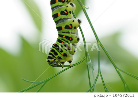 ディルを食べるキアゲハの幼虫 アップ ディルを食べるキアゲハの幼虫 アップ 104572013