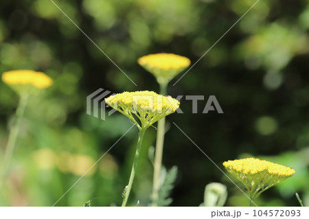 初夏の庭に咲くキバナノコギリソウの黄色い花 初夏の庭に咲くキバナノコギリソウの黄色い花 104572093