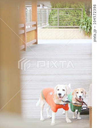 お散歩でスマイルの2匹のビーグル犬 104572398