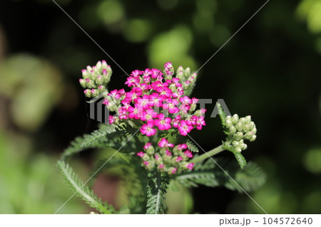 初夏の庭に咲くノコギリソウのピンク色の花 104572640