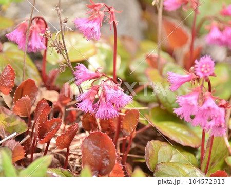 イワカガミの花 104572913
