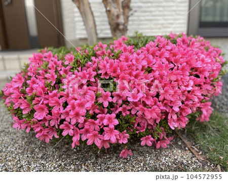 満開のサツキ　花の咲く庭木シリーズ 104572955