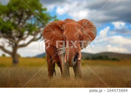 Old big red elephant in savannah on National park of Kenya 104573004