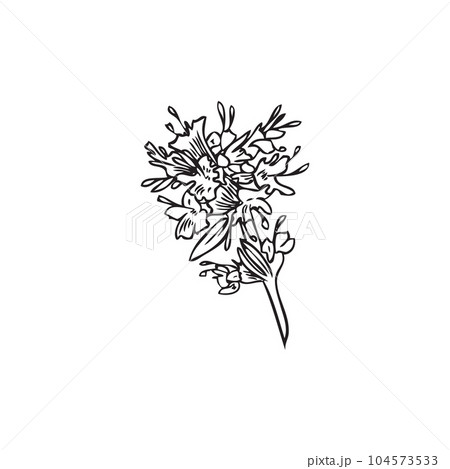 Thyme plant outline black and white hand drawn...のイラスト素材 [104573533 ...