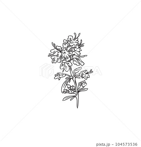 Blooming thyme culinary plant icon symbol outline vector illustration isolated. 104573536