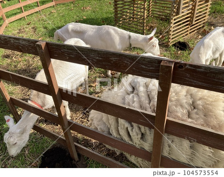 埼玉県所沢市の農家にいる元気な羊と山羊たちです。 埼玉県所沢市の農家にいる元気な羊と山羊たちです。 104573554