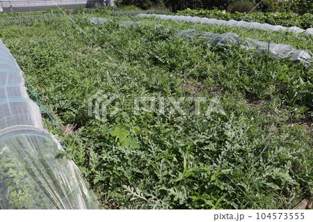 七月初めのスイカ畑 104573555