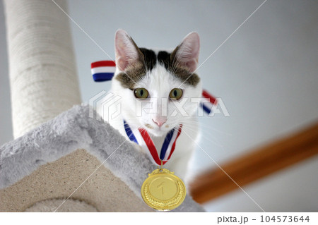 Japanese Bobtail cat wearing a gold medal around its neck 104573644