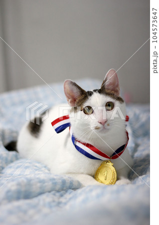 Japanese Bobtail cat wearing a gold medal around its neck Japanese Bobtail cat wearing a gold medal around its neck 104573647