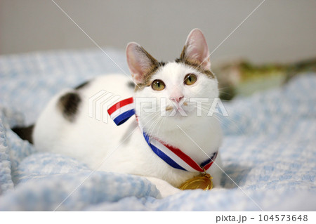 Japanese Bobtail cat wearing a gold medal around its neck Japanese Bobtail cat wearing a gold medal around its neck 104573648