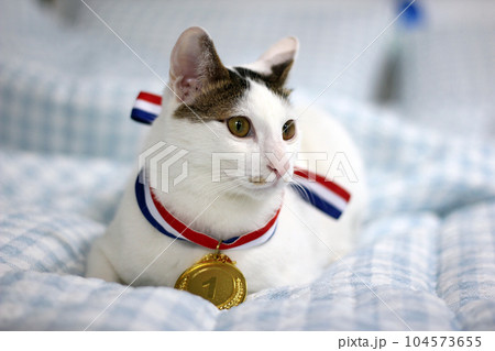 Japanese Bobtail cat wearing a gold medal around its neck Japanese Bobtail cat wearing a gold medal around its neck 104573655