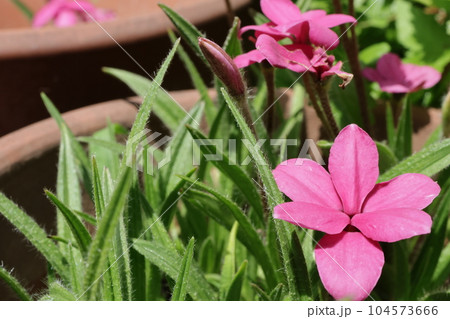 クローズアップ撮影したアッツザクラの花 104573666