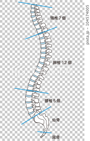 Anatomy of the spine Cervical vertebrae Thoracic vertebrae Lumbar vertebrae Lateral view 104574005