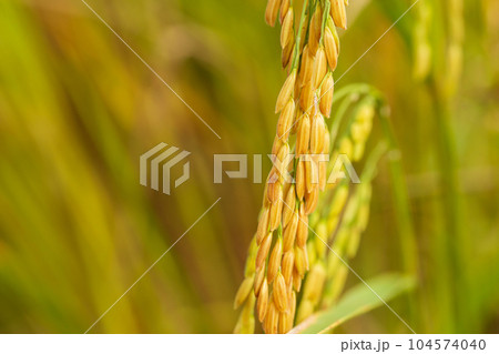 yellow green rice field 104574040