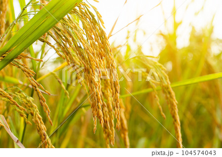 yellow green rice field 104574043