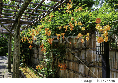 都立庭園　向島百花園　ノウゼンカズラの花　国指定名勝 104574396