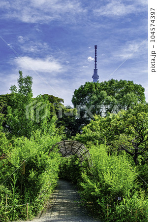 都立庭園　向島百花園　萩のトンネル　国指定名勝 104574397