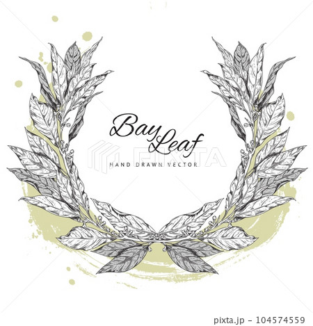 Detailed engraved branch of bay leaf with corns, pepper, vector hand drawn illustration, natural flavors logo concept 104574559