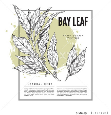 Detailed engraved branch of bay leaf with corns, pepper vector illustration, concept great for label, packaging, logo Detailed engraved branch of bay leaf with corns, pepper vector illustration, concept great for label, packaging, logo 104574561