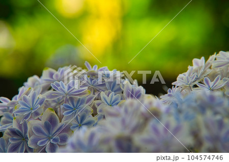 紫陽花 104574746
