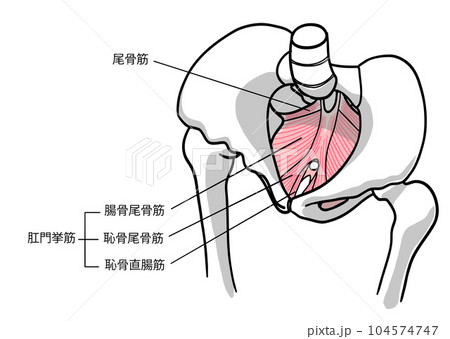 頭側から見た文字入りの骨盤底筋のイラスト 頭側から見た文字入りの骨盤底筋のイラスト 104574747
