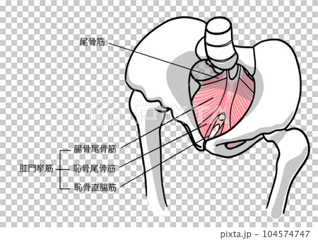 頭側から見た文字入りの骨盤底筋のイラスト 頭側から見た文字入りの骨盤底筋のイラスト 104574747