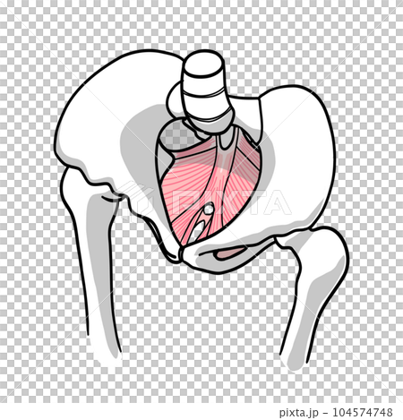 從頭側觀察的簡單骨盆底肌肉的圖示 104574748