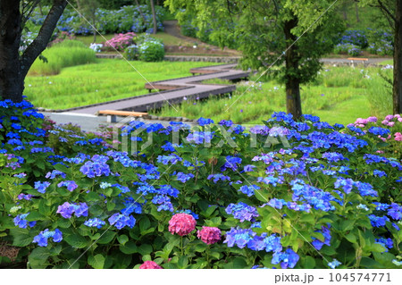 夏の飯森山公園 紫陽花 夏の飯森山公園 紫陽花 104574771