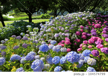 夏の飯森山公園 紫陽花 夏の飯森山公園 紫陽花 104574799