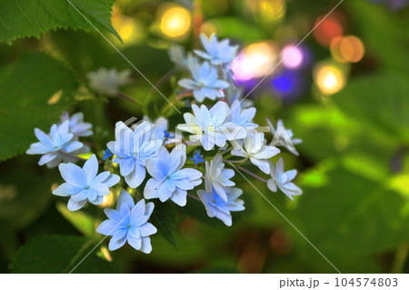夏の飯森山公園 紫陽花 夏の飯森山公園 紫陽花 104574803