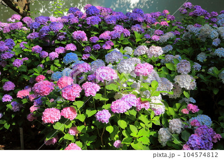 夏の飯森山公園 紫陽花 夏の飯森山公園 紫陽花 104574812