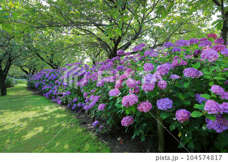 夏の飯森山公園 紫陽花 夏の飯森山公園 紫陽花 104574817