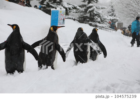 南極大陸 旭川 旭川市 104575239