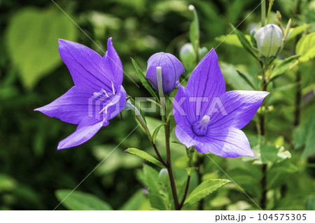 都立庭園　向島百花園　キキョウの花　国指定名勝 104575305