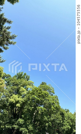 京都御苑の青空 104575556